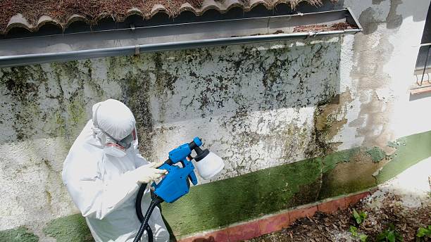Trusted Crawl Space Mold Removal service in White Plains, VA - Cheap Mold Removal
